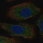 Merck Anti-AANAT antibody produced in rabbit