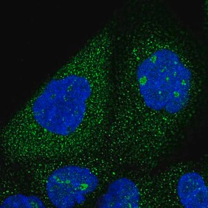 Merck Anti-SNX7 antibody produced in rabbit