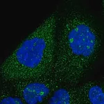 Merck Anti-SNX7 antibody produced in rabbit