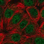 Merck Anti-CIART antibody produced in rabbit