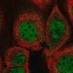 Merck Anti-ZMAT3 antibody produced in rabbit