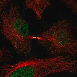 Merck Anti-FAM50B antibody produced in rabbit
