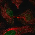 Merck Anti-FAM50B antibody produced in rabbit