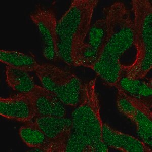 Merck Anti-SOX21 antibody produced in rabbit