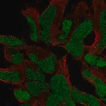 Merck Anti-SOX21 antibody produced in rabbit