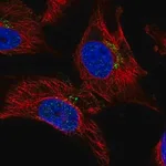 Merck Anti-DNM3 antibody produced in rabbit