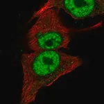Merck Anti-PIK3CB antibody produced in rabbit