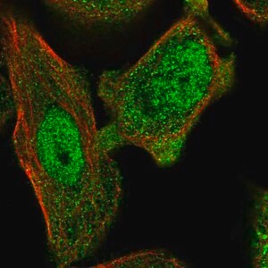 Merck Anti-ANXA7 antibody produced in rabbit