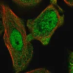 Merck Anti-ANXA7 antibody produced in rabbit