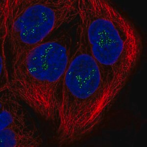 Merck Anti-DZANK1 antibody produced in rabbit