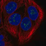 Merck Anti-DZANK1 antibody produced in rabbit