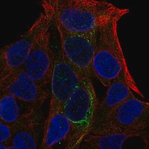 Merck Anti-GCKR antibody produced in rabbit