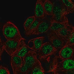Merck Anti-AKIRIN2 antibody produced in rabbit
