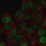 Merck Anti-AKIRIN2 antibody produced in rabbit