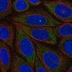 Merck Anti-PRRC2B antibody produced in rabbit