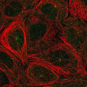 Merck Anti-FBXO9 antibody produced in rabbit