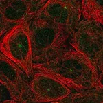 Merck Anti-FBXO9 antibody produced in rabbit