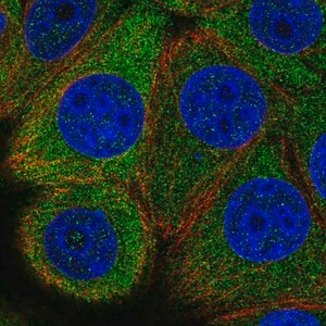 Merck Anti-EIF2B5 antibody produced in rabbit