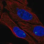 Merck Anti-ZDHHC4 antibody produced in rabbit