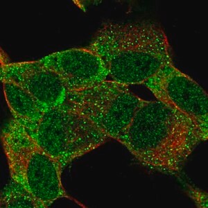 Merck Anti-MSI1 antibody produced in rabbit