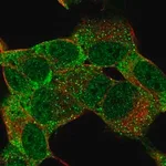 Merck Anti-MSI1 antibody produced in rabbit