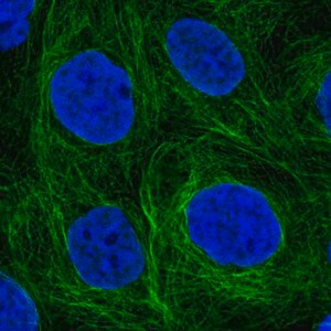 Merck Anti-SH2D3A antibody produced in rabbit