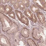 Merck Anti-AKT1S1 antibody produced in rabbit