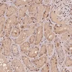 Merck Anti-MAPKAPK2 antibody produced in rabbit