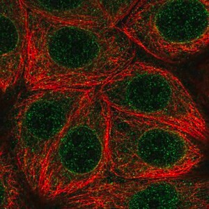 Merck Anti-MLX antibody produced in rabbit