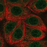 Merck Anti-MLX antibody produced in rabbit