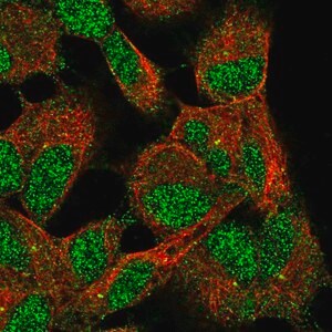 Merck Anti-ELP6 antibody produced in rabbit