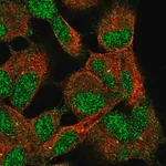 Merck Anti-ELP6 antibody produced in rabbit