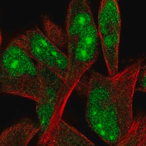 Merck Anti-ORC4 antibody produced in rabbit