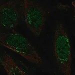 Merck Anti-LRRC42 antibody produced in rabbit