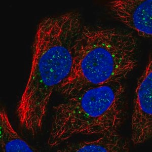 Merck Anti-SYT15 antibody produced in rabbit