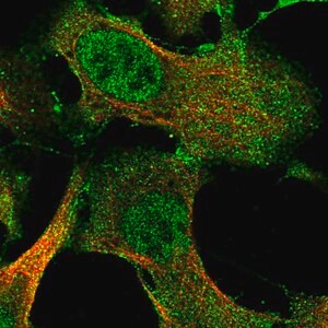 Merck Anti-IFFO2 antibody produced in rabbit