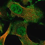 Merck Anti-IFFO2 antibody produced in rabbit