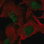 Merck Anti-VGLL1 antibody produced in rabbit