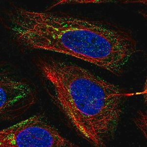 Merck Anti-MICB antibody produced in rabbit