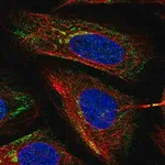 Merck Anti-MICB antibody produced in rabbit