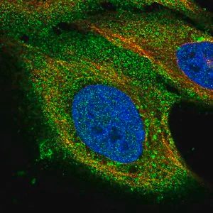 Merck Anti-PAQR8 antibody produced in rabbit