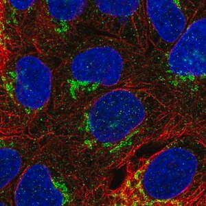 Merck Anti-NETO1 antibody produced in rabbit