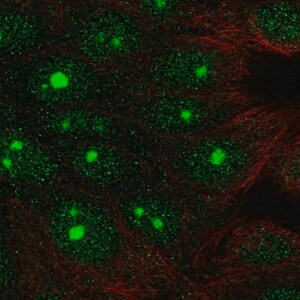 Merck Anti-DLG3 antibody produced in rabbit