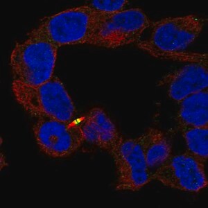 Merck Anti-APC2 antibody produced in rabbit