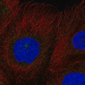 Merck Anti-RASSF7 antibody produced in rabbit
