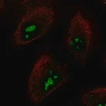 Merck Anti-SMKR1 antibody produced in rabbit