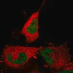 Merck Anti-ABTB2 antibody produced in rabbit