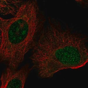 Merck Anti-ZNF771 antibody produced in rabbit