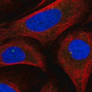 Merck Anti-INTS6L antibody produced in rabbit