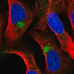 Merck Anti-ZNF774 antibody produced in rabbit